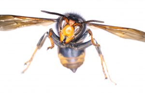 Photo of the Asian hornet found in IRelnad. Photo by Aidan O'Hanlon, NMI