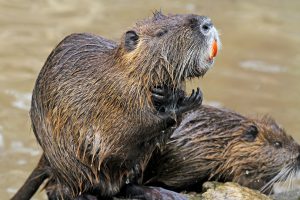 Two Coypu. One animal showing distinctive orange teeth