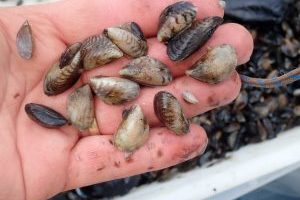Photo of hand with numerous Quagga mussels of various sizes and colour patterns