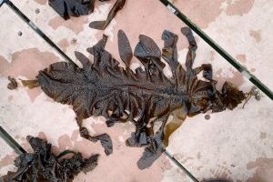 Photo of Japanese kelp spread out on hard surface